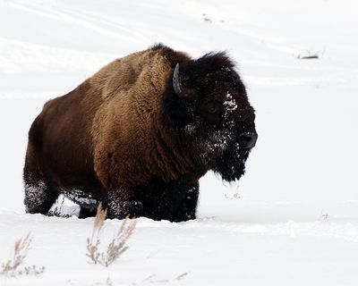 Bison in the Snow.jpg