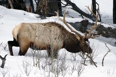 Bull Elk in the Brush.jpg
