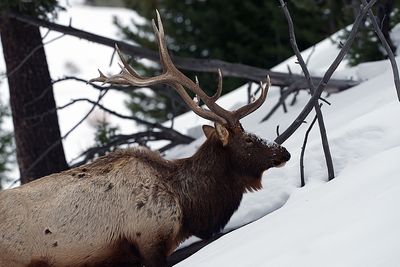 Bull Elk in the Snow.jpg