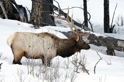 Bull Elk in the Twigs.jpg