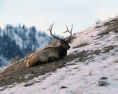 Bull Elk on the Hillside.jpg