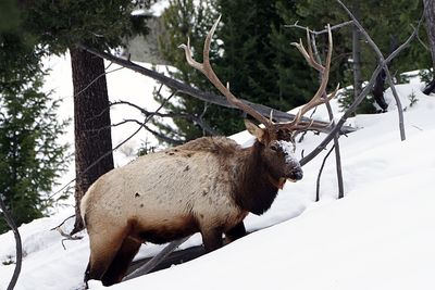 Bull Elk with a Facefull of Snow.jpg