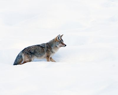 Coyote Trudging Through the Snow.jpg