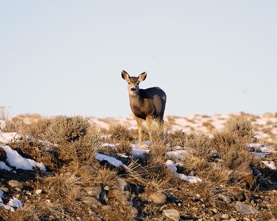 Deer on the Hill.jpg