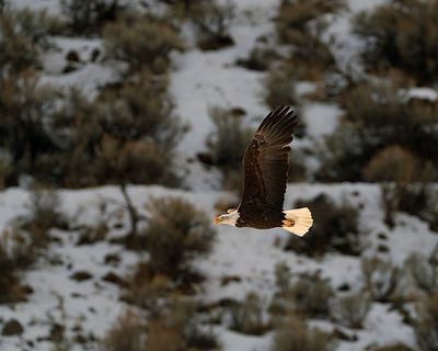 Eagle against the hill.jpg