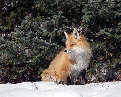 Fox Looking Back.jpg
