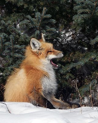 Fox Yawning.jpg