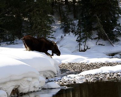 Moose at Warm Creek.jpg