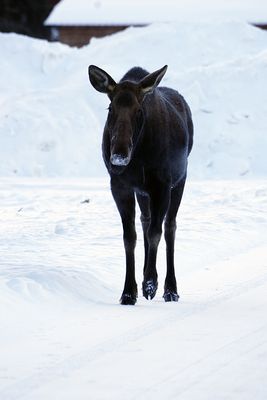 Moose in Silver Gate.jpg