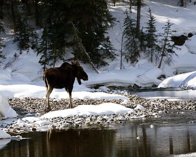Moose in the Creek.jpg