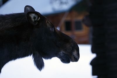 Moose Profile.jpg