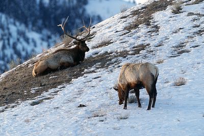 Watchful Elk.jpg