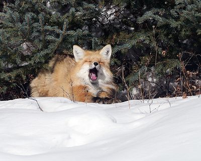 Yawning Fox.jpg