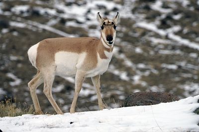 Young Pronghorn.jpg