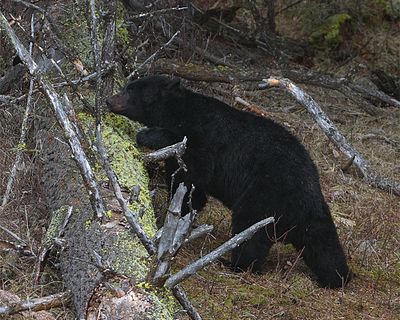 Black Bear on a Log.jpg