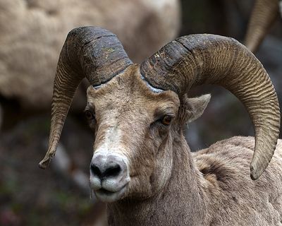 Bighorn Ram Profile.jpg