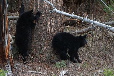 Black Bear Cubs by the Tree.jpg