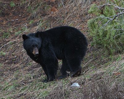 Black Bear in the Woods.jpg