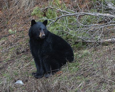 Black Bear Looking Back.jpg