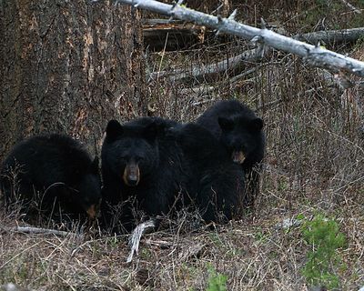 Black Bear Mom with Cubs.jpg