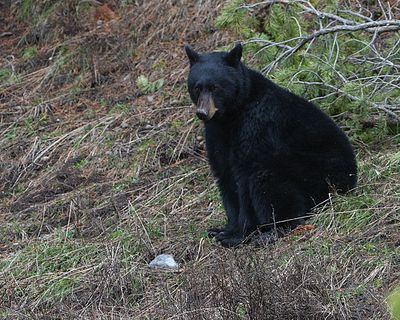 Black Bear Sitting on the Hill.jpg