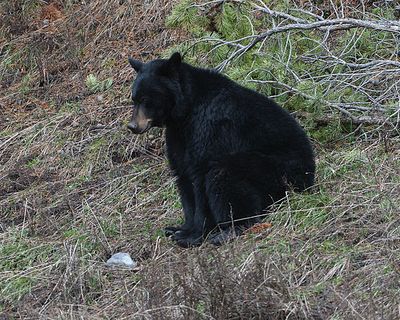 Black Bear Sitting.jpg