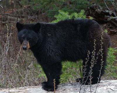 Black Bear Sow.jpg