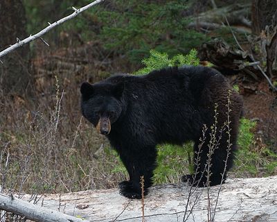 Black Bear.jpg