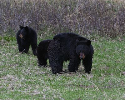 Black Bears at Calcite Springs.jpg