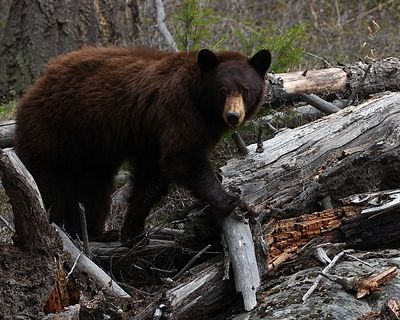 Cinnamon at Slough Creek.jpg