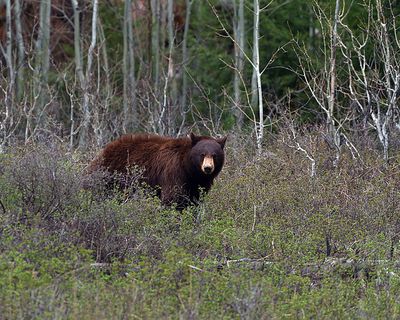 Cinnamon Bear.jpg