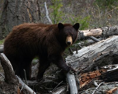 Cinnamon Black Bear at Slough Creek.jpg