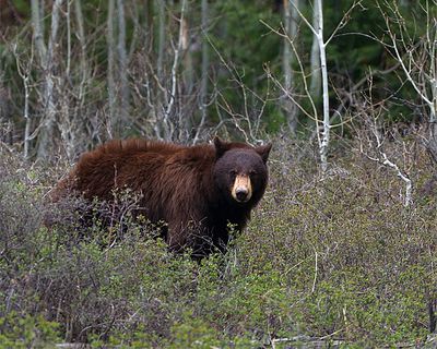 Cinnamon Black Bear.jpg