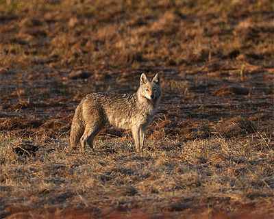 Coyote at Dawn.jpg