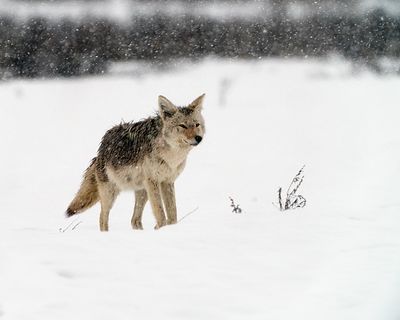 Coyote in the Snow.jpg
