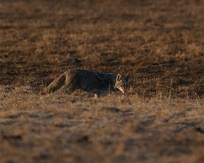 Coyote Peeking.jpg