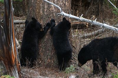 Cubs on the Tree.jpg