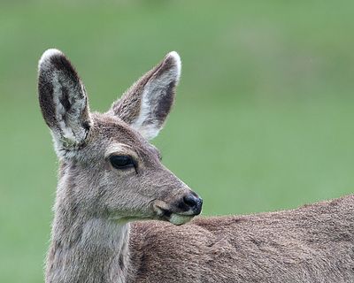 Deer head.jpg