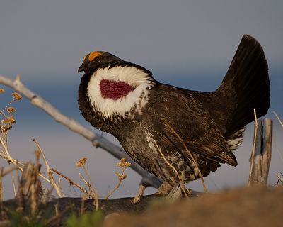 Dusky Grouse.jpg