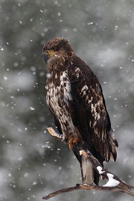 Eagle in the Snow Vertical.jpg