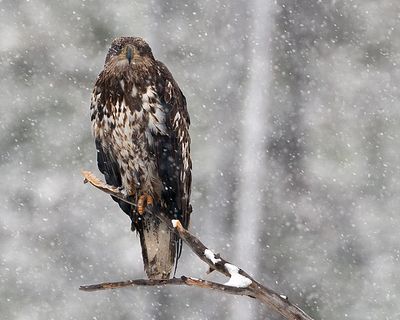 Eagle in the Snow.jpg