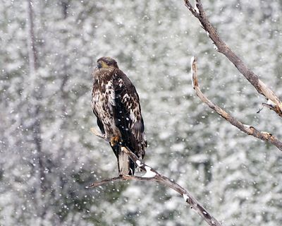 Eagle in the Snowstorm.jpg