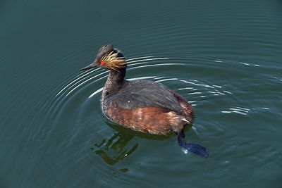 Eared Grebe at Fishing Bridge.jpg