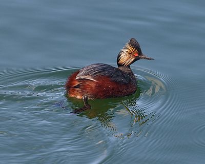 Eared Grebe in the River.jpg