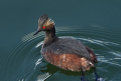 Eared Grebe.jpg