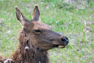 Elk Cow.jpg