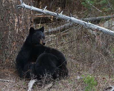 Feeding the Cubs.jpg