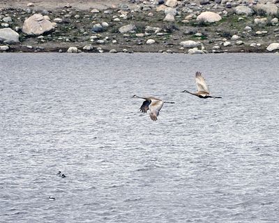 Flying Cranes.jpg