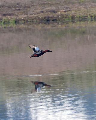 Flying Duck.jpg