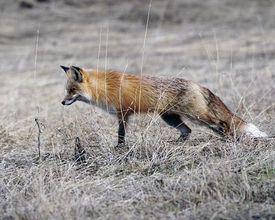 Fox Behind the Grass.jpg